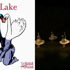 Cygnes sud-africains / Swan Lake